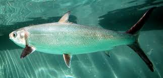 Bangus, Live