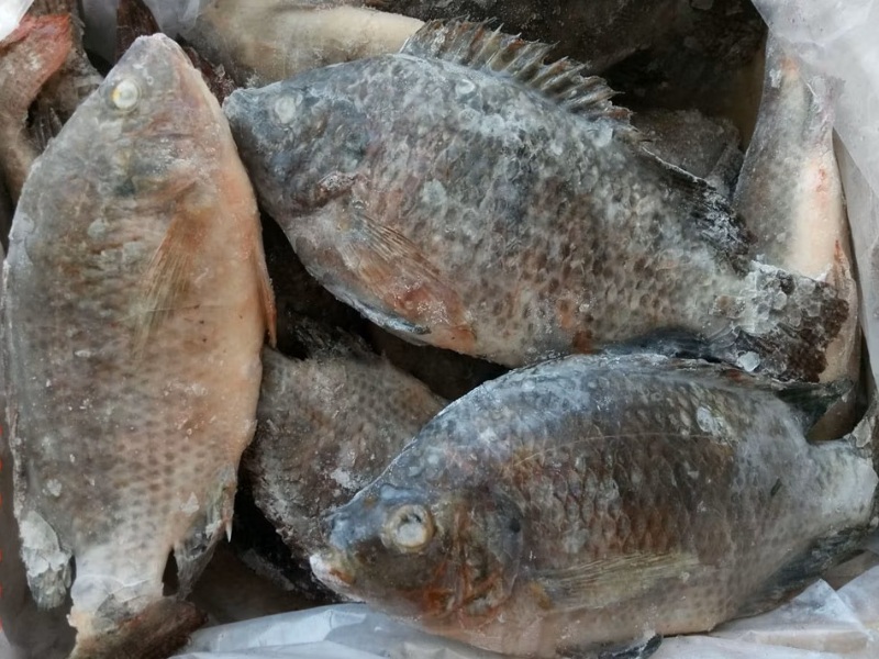 Tilapia, Frozen