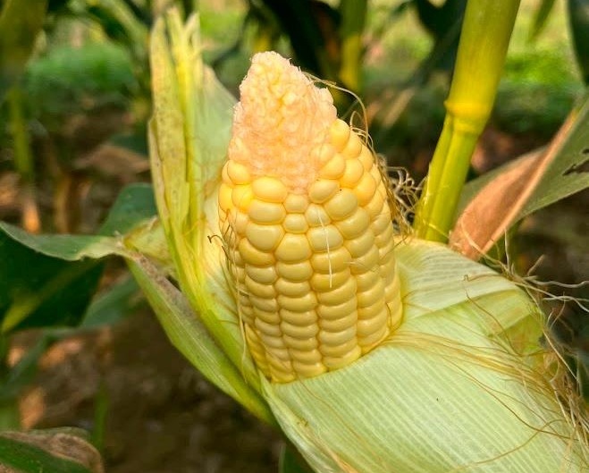 Sweet Corn, Reject