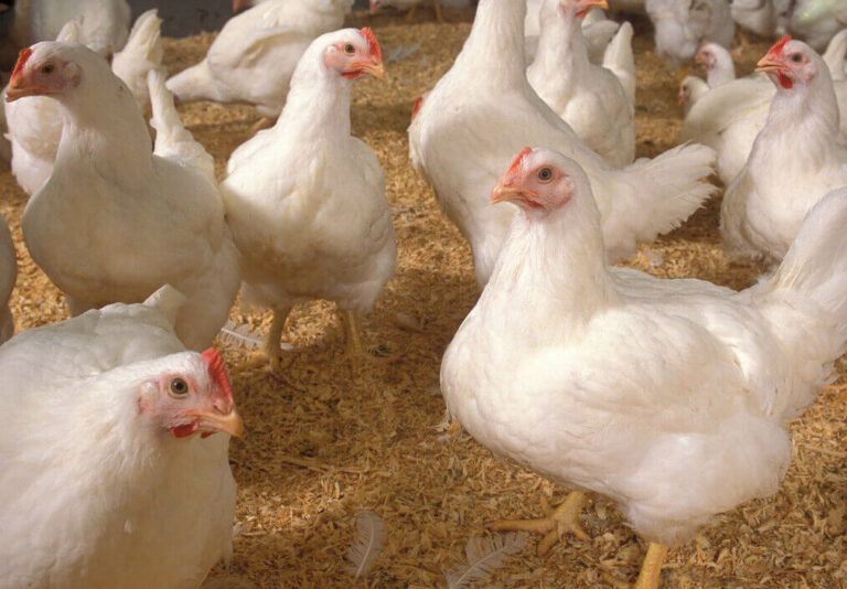 Chicken, Layers