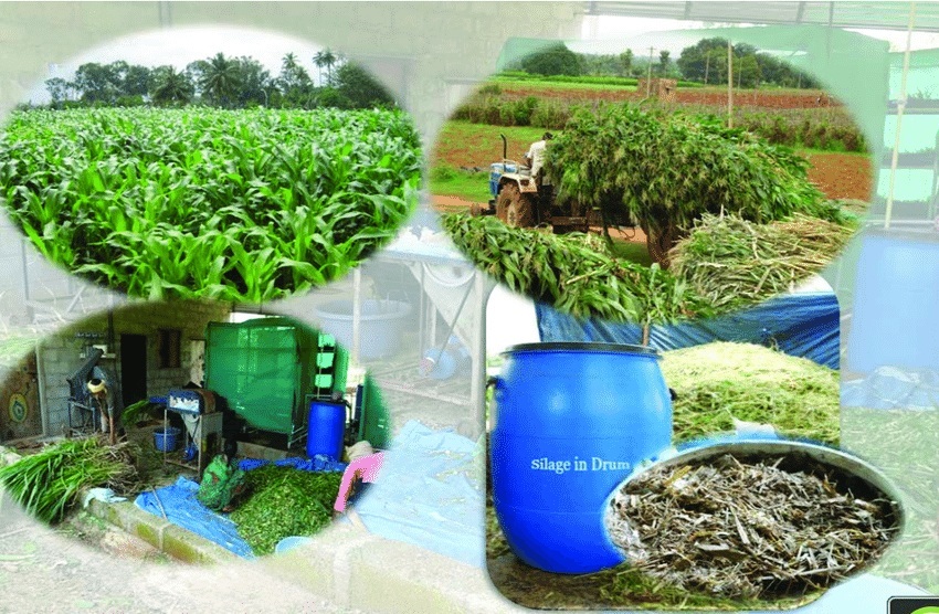 Silage, drum